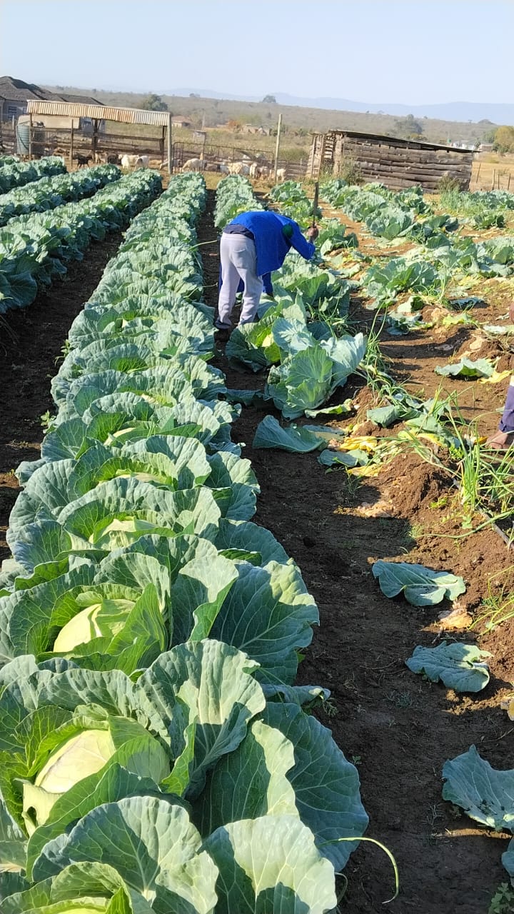Cabbage rows