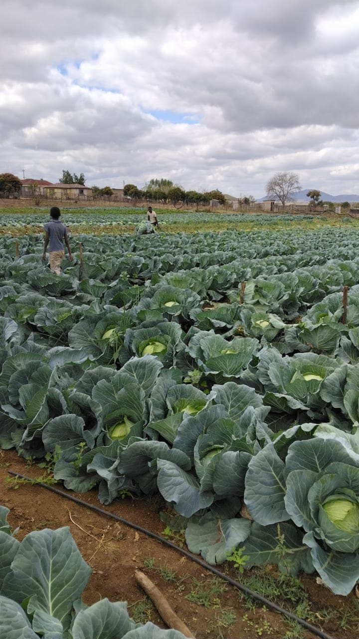 Cabbage field