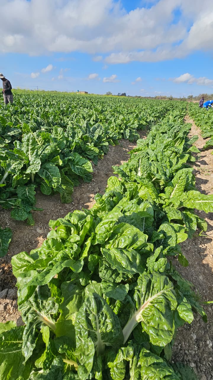 Leafy green vegetable field
