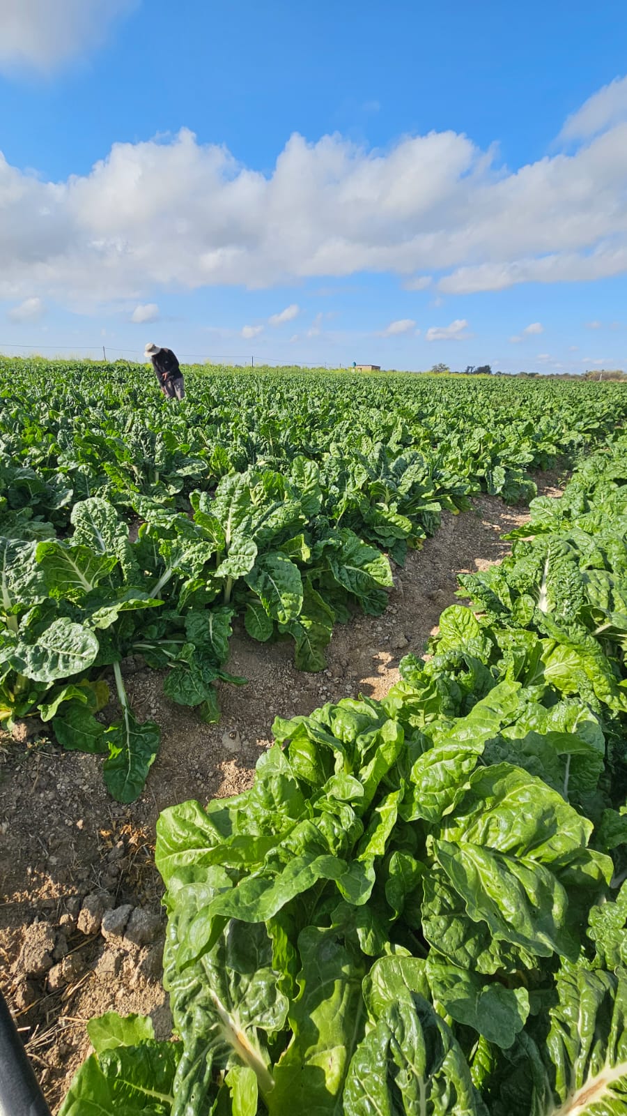 Green crop field