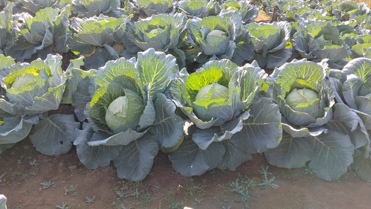 Green crop rows