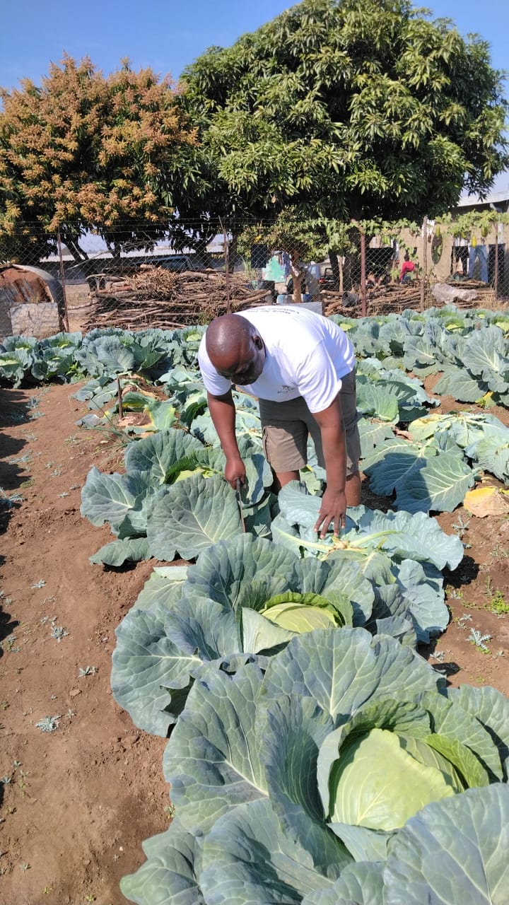 Harvesting cabbage