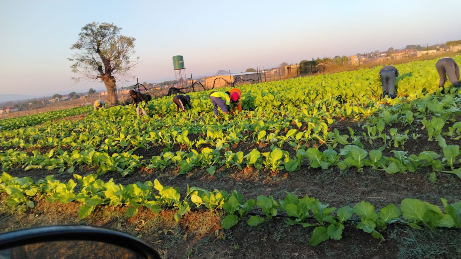 Farm workers tending crops
