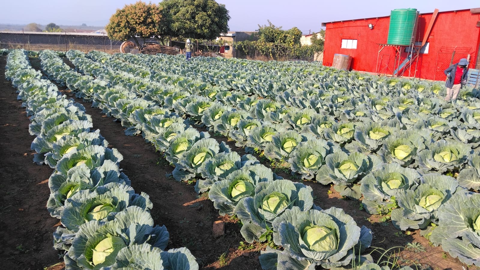 Fresh cabbages